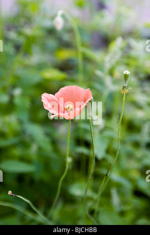 Champ coquelicot rose Banque D'Images