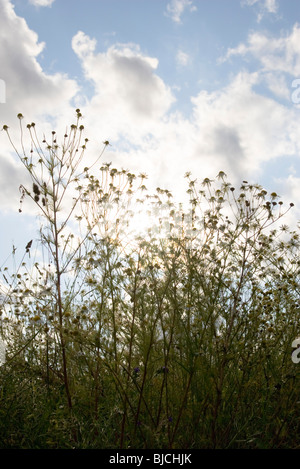 Fleurs sauvages contre ciel nuageux Banque D'Images