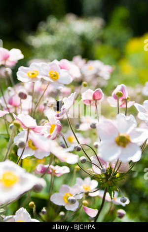 Anémone du Japon (Anemone hupehensis fleurs) Banque D'Images