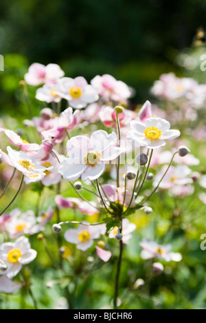 Anémone du Japon (Anemone hupehensis fleurs) Banque D'Images