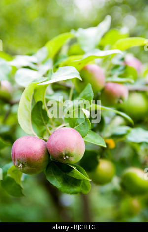 Maturation des pommes sur branch Banque D'Images