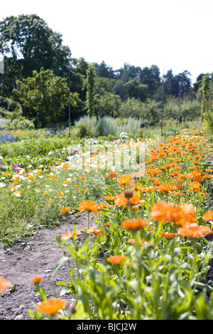 Flowers growing in garden Banque D'Images