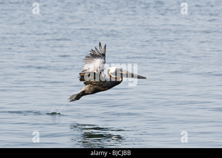 Pélican brun en vol au-dessus de l'eau Banque D'Images