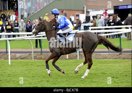 Horse and Jockey laissant paddock Sedgefield UK Banque D'Images