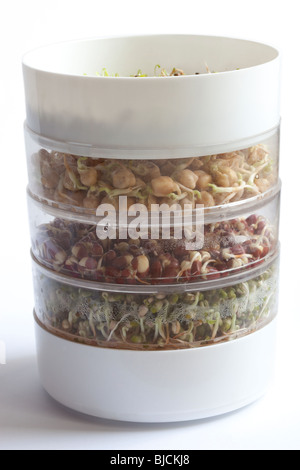 Les haricots adzuki, haricots mungo, et garbanzo dans un plat de germination. Charles Lupica Banque D'Images