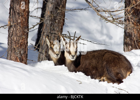 Deux Chamois Rupicapra rupicapra Banque D'Images