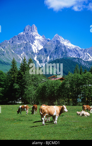 Vaches dans un décor alpin près de la ville de Filzmoos, une populaire station été/hiver Banque D'Images