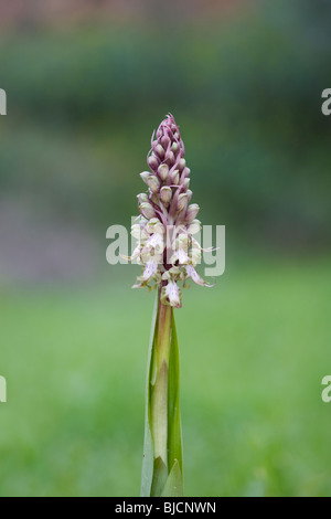 Orchidée géante dans le Péloponnèse de la Grèce Banque D'Images