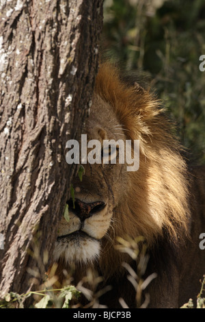 Lion mâle contempler derrière un arbre dans le sud du Serengeti en Tanzanie Banque D'Images