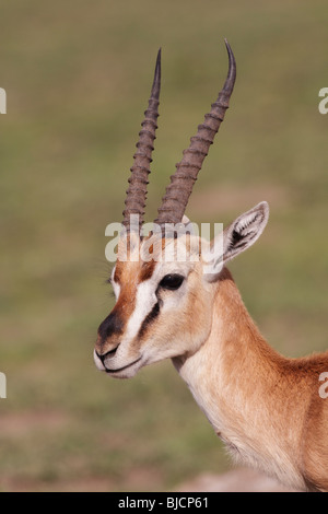 Portrait d'un homme de la Gazelle de Thomson dans le cratère du Ngorongoro en Tanzanie Banque D'Images