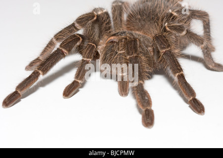 Lasiodora parahybana, araignée d'oiseaux Banque D'Images