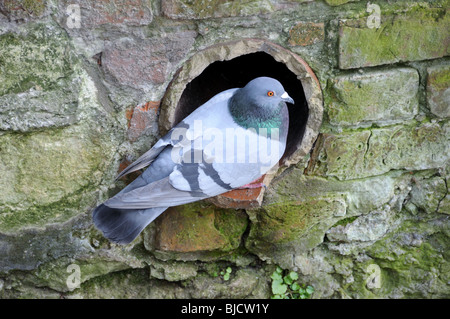 Pigeon / le pigeon biset (Columba livia) Banque D'Images