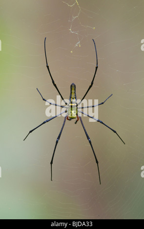 GOLDEN ORB SPIDER WEB (Nephila pilipes) sur le web, Ko Ra, la Thaïlande. Banque D'Images