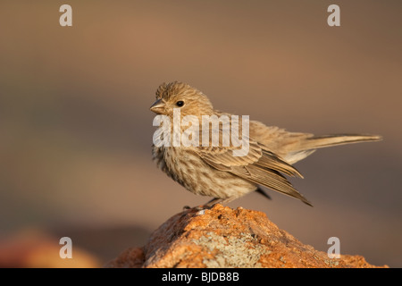 Roselin familier (Carpodacus mexicanus frontalis), juvénile. Banque D'Images