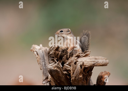 Yuma Écureuil Antilope (Ammospermophilus harrisi) Banque D'Images