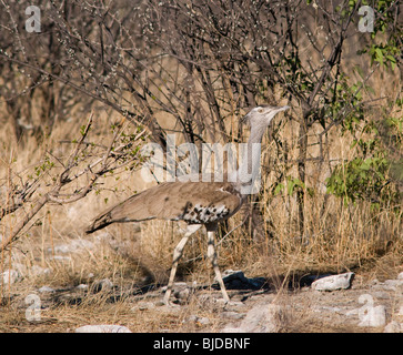 Outarde Kori dans Etosha National Park Banque D'Images