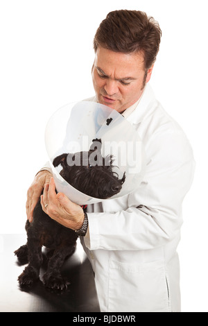 Calmer un vétérinaire Scotty nerveux dans un collier élisabéthain de protection. Isolé sur blanc. Banque D'Images