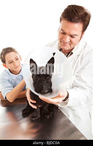 Vétérinaire met un chien dans un 'Collier élisabéthain' pour le protéger de mâcher de lui-même. Petit garçon les regarde. Banque D'Images