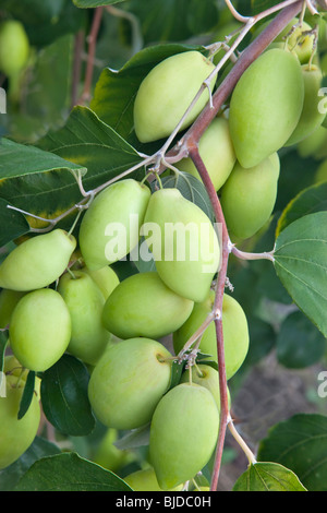 "Jujube Ziziphus' échéant le fruit direction générale. Banque D'Images