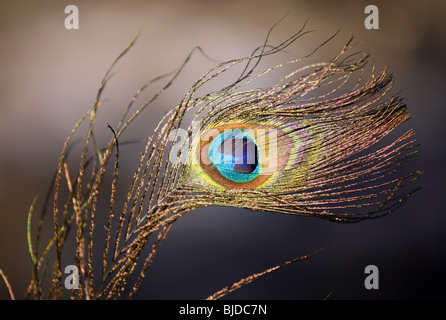 Eye pattern dans une plume de paon Banque D'Images