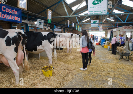 Cassia Holsteins dans une étable au Great Yorkshire Show, Harrogate. Banque D'Images