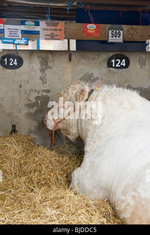 Taureau britannique Charolais se reposant dans un hangar à vaches lors d'un événement agricole (certificat du premier prix) - Great Yorkshire Show, Harrogate England UK. Banque D'Images