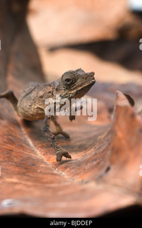 Pigmy leaf chameleon, Rhampholeon spectrum, le Cameroun, l'Afrique de l'Ouest Banque D'Images