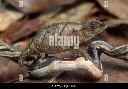 Pigmy leaf chameleon, Rhampholeon spectrum, le Cameroun, l'Afrique de l'Ouest Banque D'Images