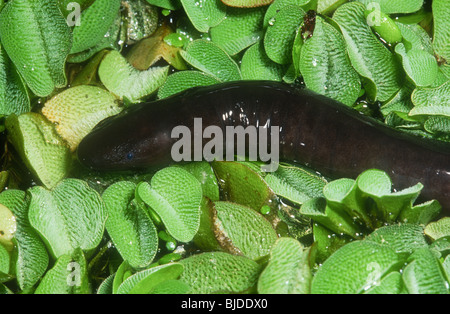 Typhlonectes natans aquatiques, Cécilien, Colombie Banque D'Images