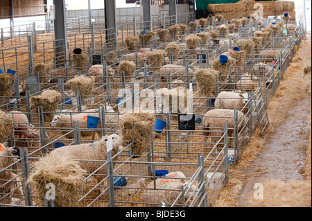 Moutons dans l'agnelage hangar. Cumbria Banque D'Images