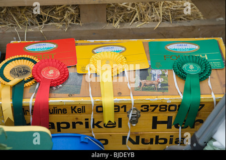 Grand prix sur rosettes Yorkshire show en les gagnants des boîtiers. Banque D'Images