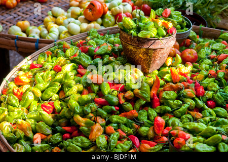 La vente sur le marché la plus épicée du poivre au Myanmar (Bhut Jolokia) Banque D'Images