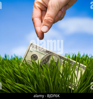 100 dollars dans l'herbe. Banque D'Images