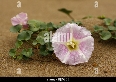 Liseron des champs de la mer, Calystegia soldanella, poussant sur une plage de sable fin, au Royaume-Uni. Banque D'Images