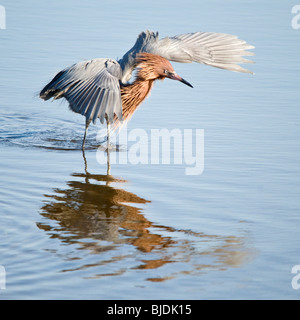 Aigrette rouge prise à la réserve écologique de Bolsa Chica, Californie Banque D'Images