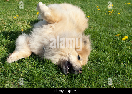 Un chien eurasier brun roulant dans l'herbe Banque D'Images