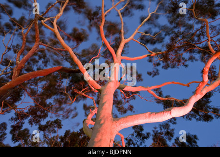 Citron mûr gommiers parfumés Eucalyptus citriodora dans Parc Kings Perth Western Australia, Australie Banque D'Images