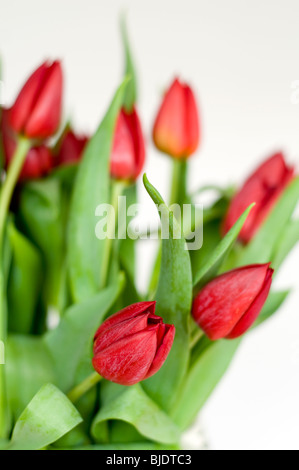 Un bouquet de tulipes rouges sur un fond blanc. Banque D'Images
