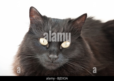 Visage d'un cheveux longs chat noir isolé sur fond blanc Banque D'Images