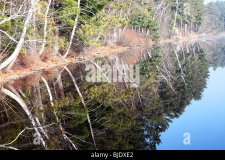 Membres de l'arbre de l'image en miroir dans le lac la réflexion, le bouleau blanc, le peuplier faux-tremble, Evergreen, sapins, vert, branches, lac bleu, couleurs d'automne Banque D'Images