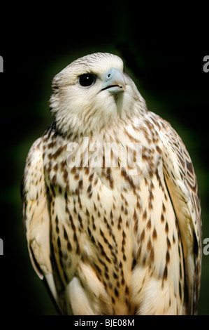 Un Faucon gerfaut (Falco rusticolus) contre un fond sombre Banque D'Images