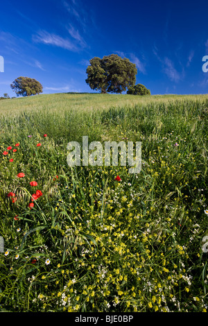 Fleurs sauvages au printemps, sur le terrain, nr Olvera, Andalousie, Espagne Banque D'Images