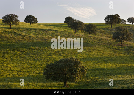 Au printemps, c'Arcos de la Frontera, Andalousie, Espagne Banque D'Images