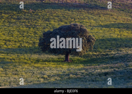 Au printemps, c'Arcos de la Frontera, Andalousie, Espagne Banque D'Images
