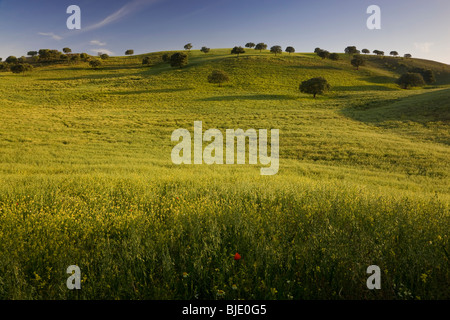 Au printemps, c'Arcos de la Frontera, Andalousie, Espagne Banque D'Images