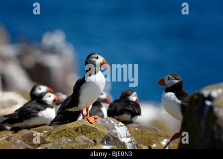 Macareux moine, Fratercula arctica, Iles Farne UK Banque D'Images