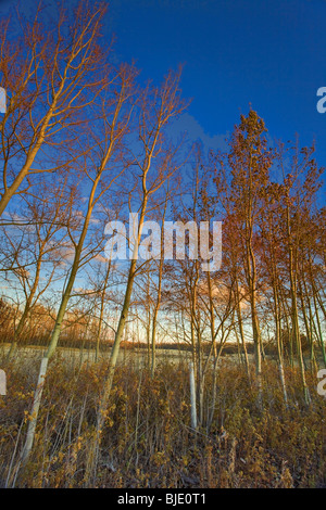 Feuillage de l'automne dernier, à la lumière de l'Alberta, Canada Banque D'Images