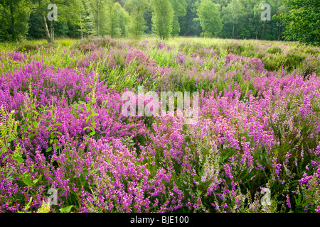 Heath avec Bell heather (Erica cinerea) et la sauge Bois (Teucrium scorodonia) dans le domaine Beisbroek, Belgique Banque D'Images