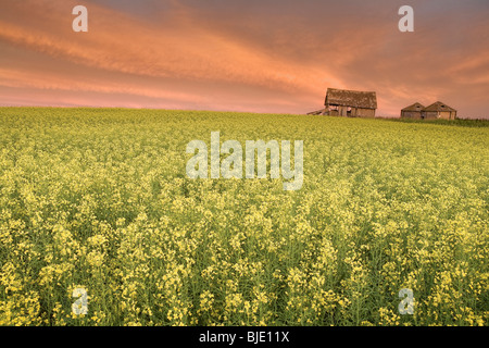 Grange des prairies en champ de canola après le coucher du soleil, de l'Alberta, Canada Banque D'Images