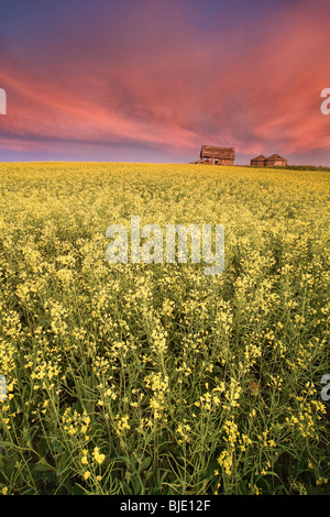 Grange des prairies en champ de canola après le coucher du soleil, Vertical, Alberta, Canada Banque D'Images